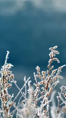 Winter Wallpapers android App screenshot 0